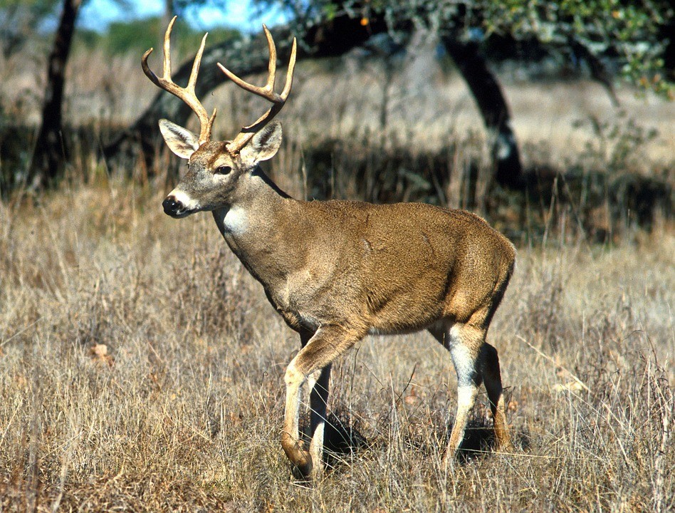 Archery Deer Season Starts Thursday In Michigan